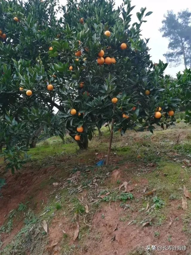 柑橘没有一干三枝怎么办?