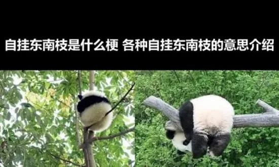 自挂东南枝是什么梗 各种自挂东南枝的意思介绍
