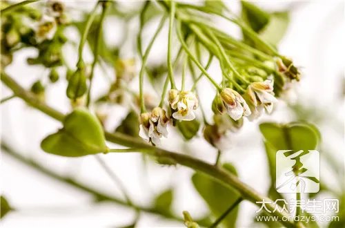 荠菜什么人不能吃