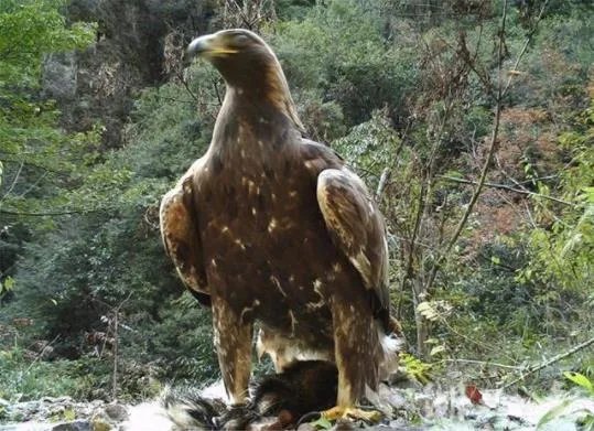 神农架现身1.2米金雕怎么回事 金雕是什么品种长什么样