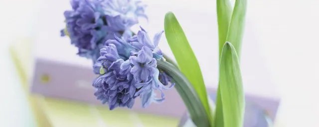 春满人间百花吐艳下联怎么对 对联有什么要求