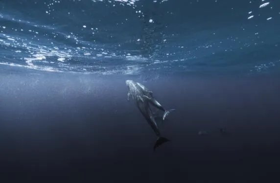 鲸鱼一分钟心跳是几次 鲸鱼的心跳每分钟多少