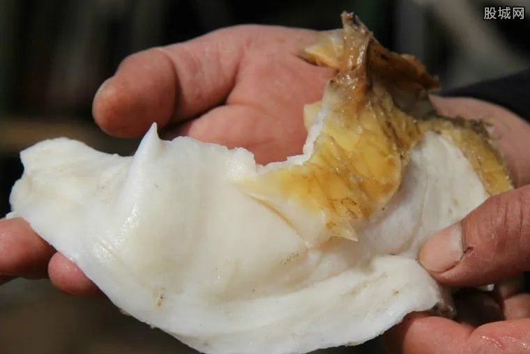 男子捡140斤太岁 不老神药太岁价格昂贵