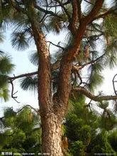 松树的外形特征??