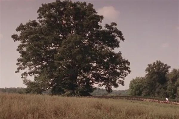 十大关于山村贫困学生的微电影:触动心灵,第五走钢索上学