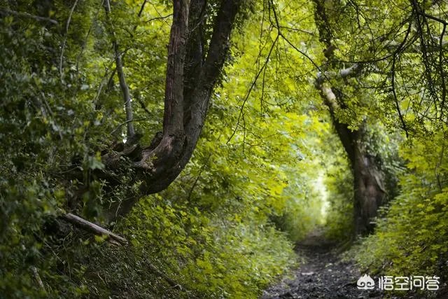 池州的肖坑大峡谷怎么样？