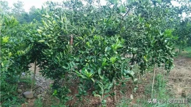 柑橘没有一干三枝怎么办?