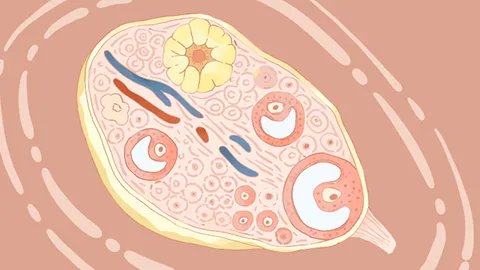 体温测排卵的方法