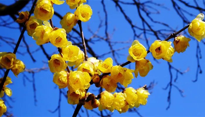 腊梅花有种子吗 腊梅花的种子