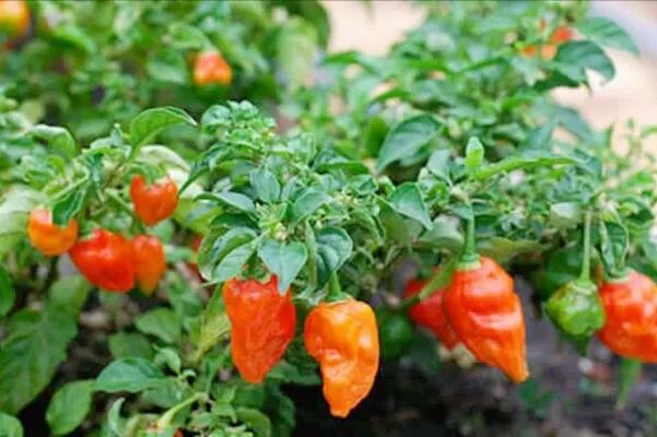 世界最辣的十种辣椒,无限辣椒上榜,第一辣度峰值达220万SHU