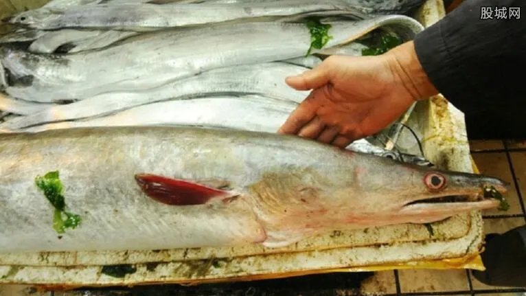 日本鳗遇严重鱼荒 鳗鱼现在多少钱一斤