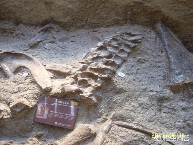 科学家发现2.2亿年前恐龙墓，谁给安葬的呀？