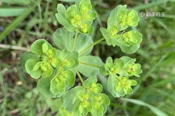 猫眼草的功效与作用