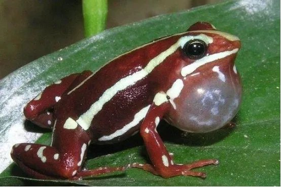 自然界十大致命生物 鸡心螺排名第三,毛毛虫竟然也有剧毒