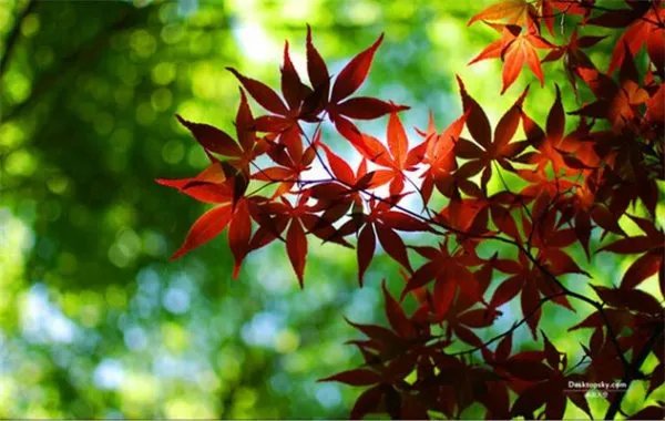 红叶沙白的原文