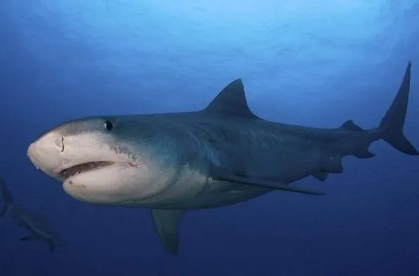 世界上十大最凶猛的鱼类 大白鲨第一,黑色食人鱼上榜