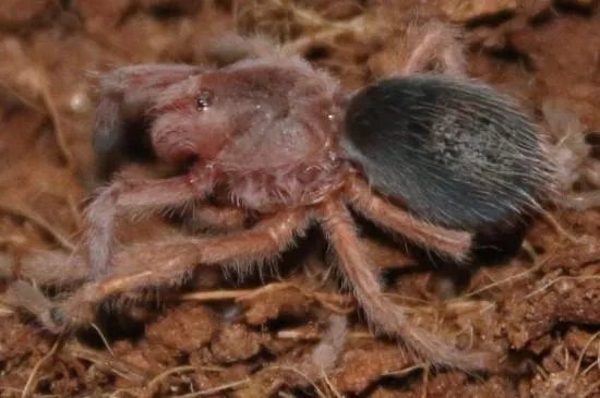 智利火玫瑰蜘蛛踢毛是怎么样的，踢毛厉害的注意事项