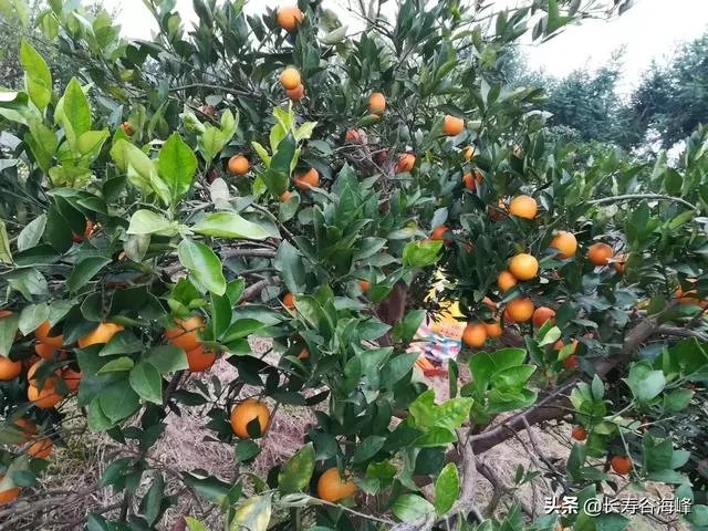 柑橘没有一干三枝怎么办?