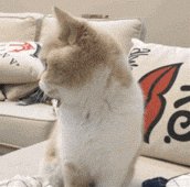 lu一丝为什么决定离婚?你怎么看?