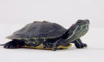 恐龟：史上最大的海龟，也是已经灭绝了的海洋生物