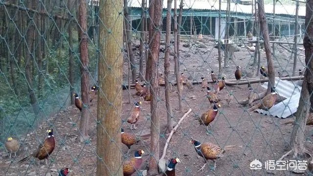 农村有哪些小投资办厂的项目？