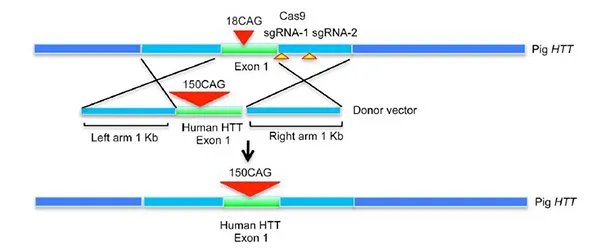 世界首例舞蹈症猪 舞蹈症是什么病