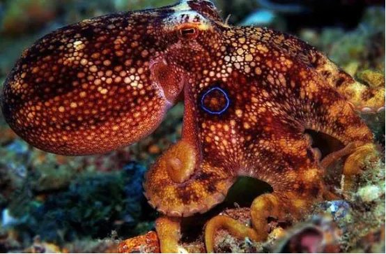 自然界十大致命生物 鸡心螺排名第三,毛毛虫竟然也有剧毒