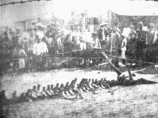 村民修路竟然意外挖出千年真龙（组图）