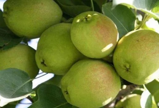 新疆喀什叶城知名特产有哪些 适合带回家的叶城特产