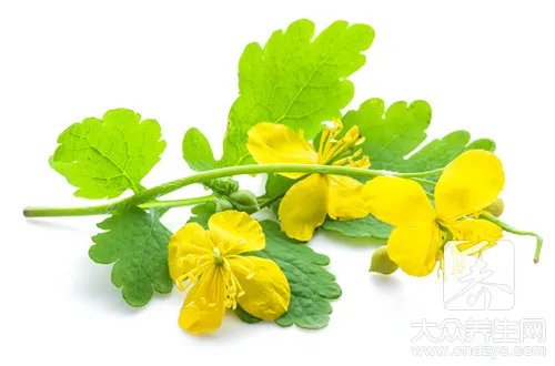 蚜虫的防治方法