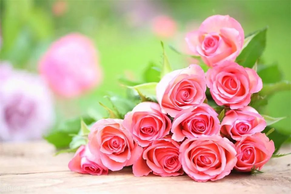 17朵玫瑰代表什么意思