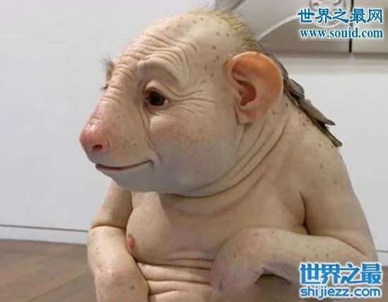 猪人是真的吗，真实的猪人图片事件大揭秘 