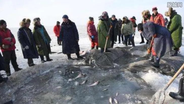 吉林头鱼拍出天价 吉林头鱼为什么能卖近10万元