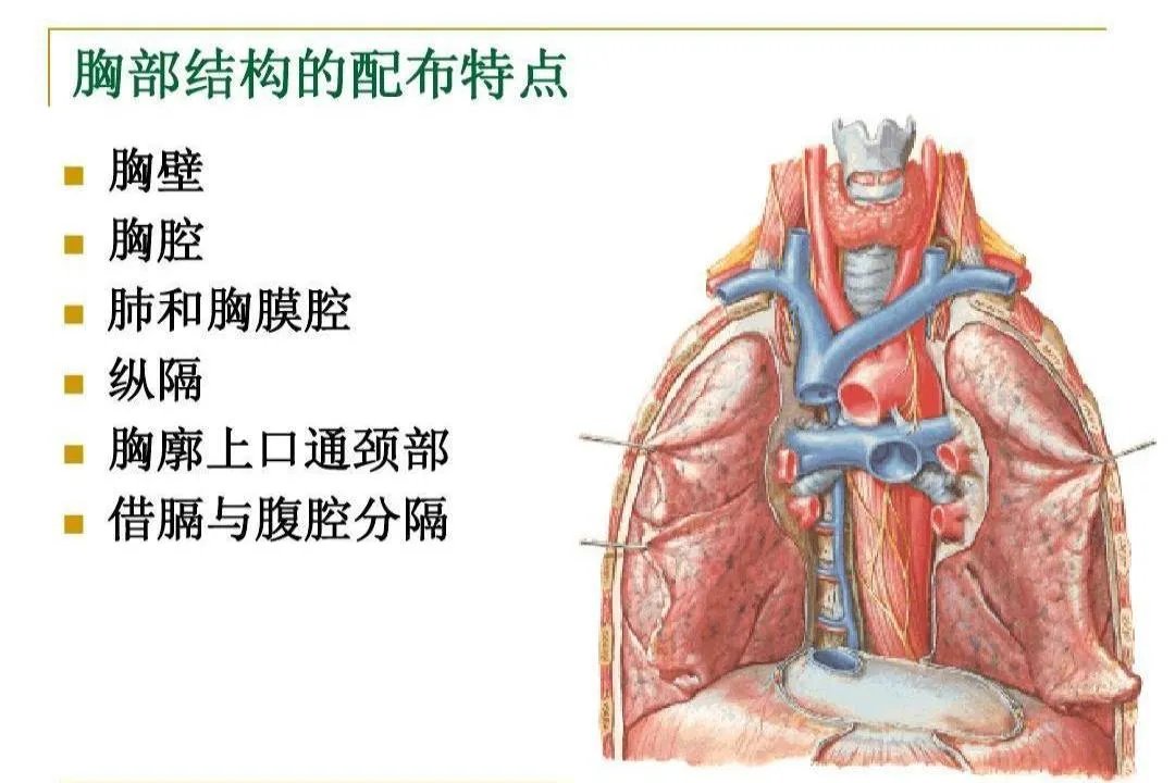 人体胸腔解剖结构图解
