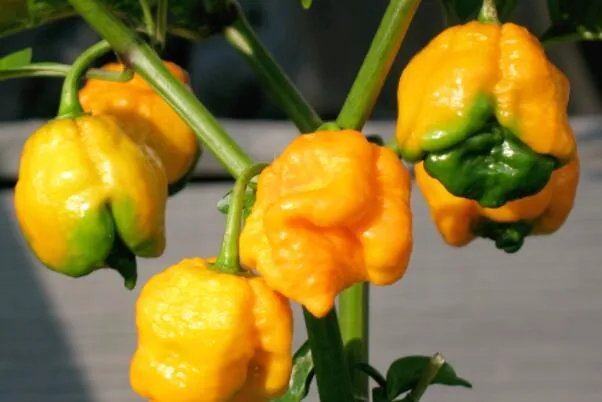 世界最辣的十种辣椒,无限辣椒上榜,第一辣度峰值达220万SHU