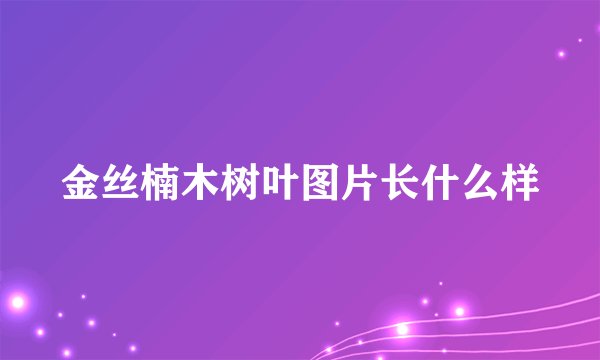金丝楠木树叶图片长什么样
