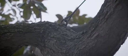 杰克逊木兰树将被砍为何受到如此大的关注呢?