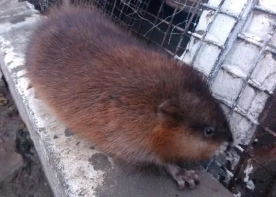 黑龙江30斤大老鼠真相:你见过最大的老鼠多大(图)