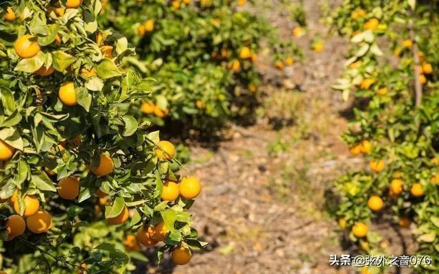 柑橘没有一干三枝怎么办?