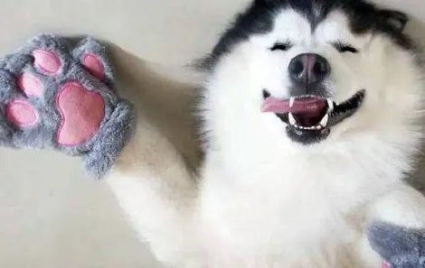 微笑狗恐怖事件死了多少人事件原图为什么吓人