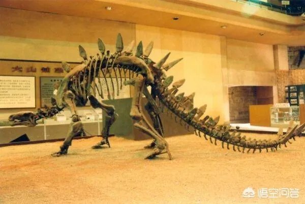 科学家发现2.2亿年前恐龙墓，谁给安葬的呀？