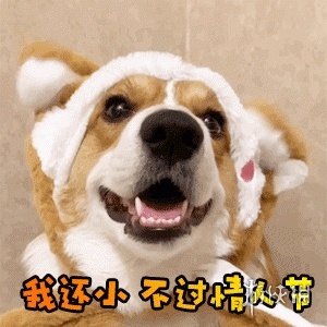 214情人节表情包搞笑图片 情人节搞笑表情包大全