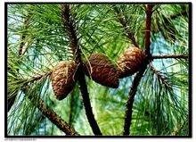 松树的外形特征??