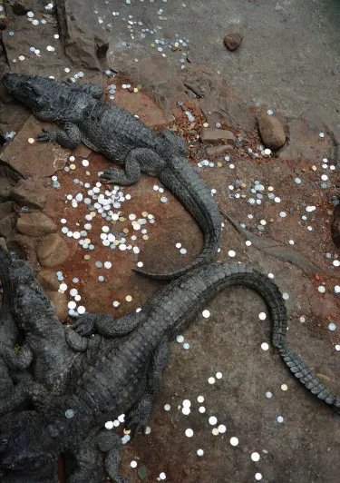 鳄鱼池变许愿池是怎么回事？