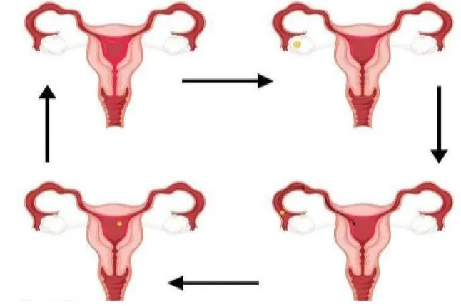 月经周期分为4个阶段图