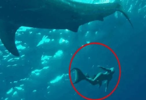 美人鱼照片真身吓死人?美人鱼是否真实存在呢?