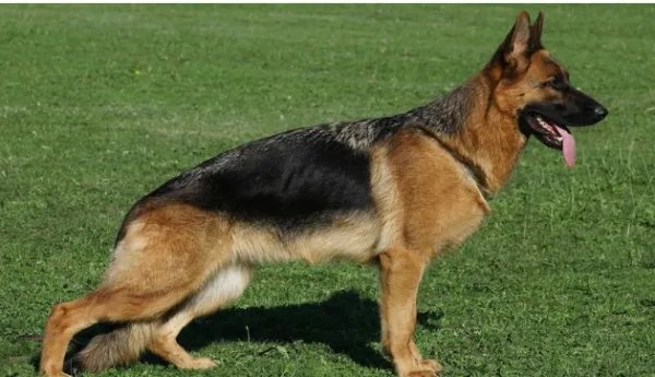 正宗弓背犬是什么样的