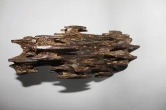 极危植物五裂黄连遭非法采挖，还有哪些极危植物？