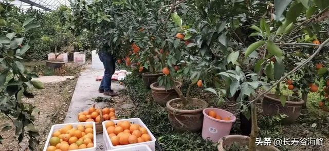 柑橘没有一干三枝怎么办?