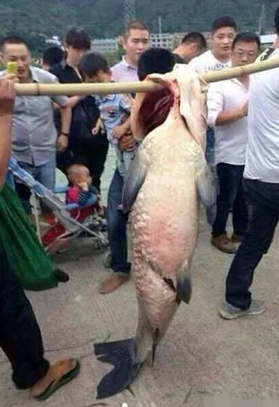 百年水库泄洪 竟冲出这庞然大物（图）